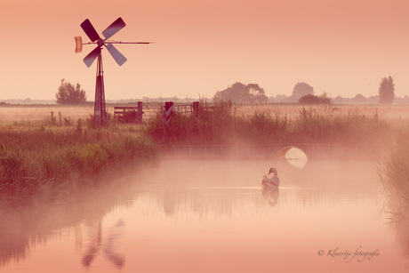 Zwaan