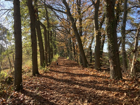 herfstlandschap in de Achterhoek