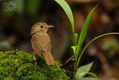 Nog een vogeltje uit Thailand.