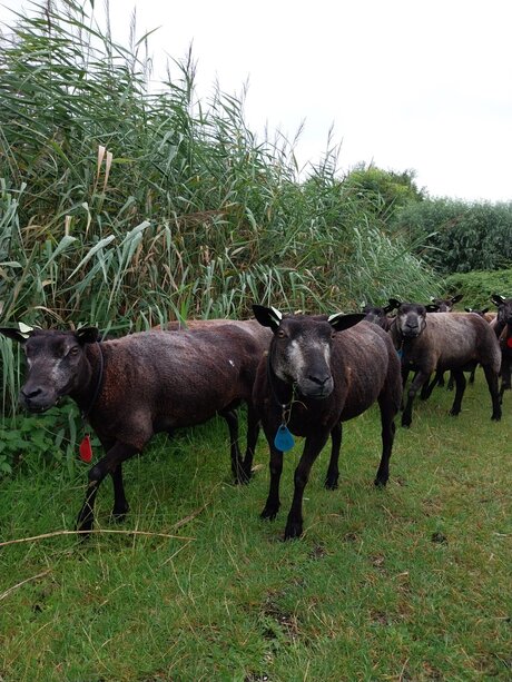 Schapen in polder Poelgeest