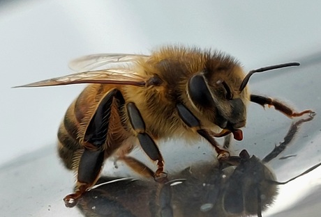 De honingbij 