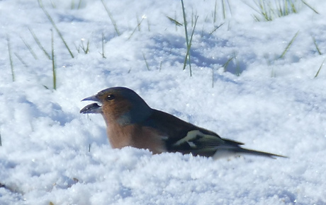 Vinkje in de sneeuw 