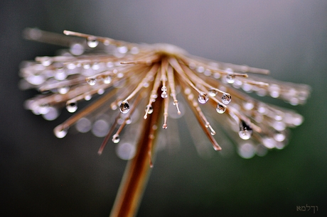 Raindrops keep falling.......