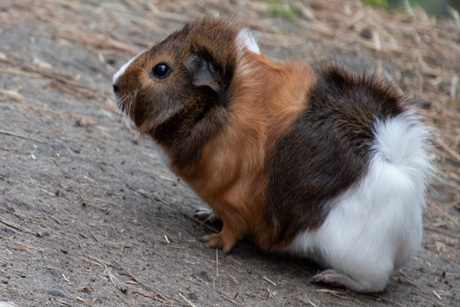 Cavia