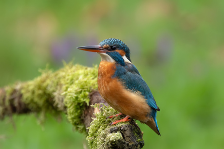 IJsvogel