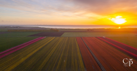 Zonsopkomst boven de tulpen 