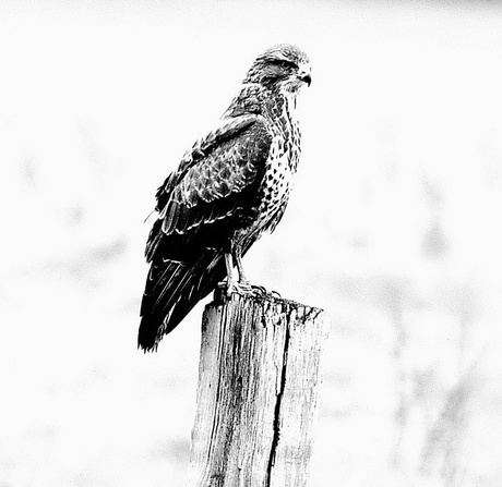 buizerd