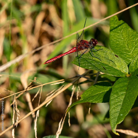 Bloedrode heidelibelle