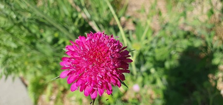 Roze Knautia