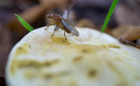 insect op de paddestoel