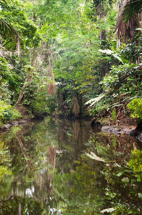 regenwoud Costa Rica 2