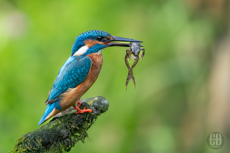 Ijsvogel met ontbijt