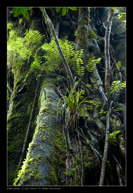 Monteverdi Cloud Forest