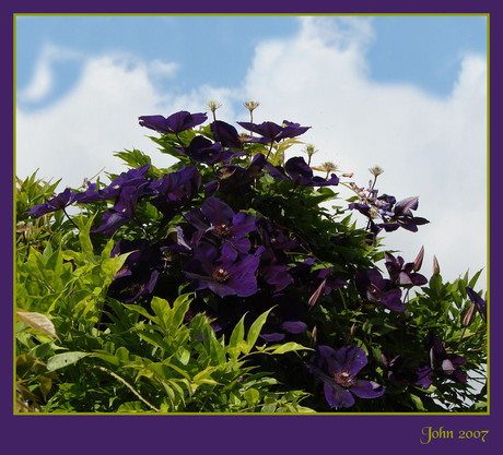 Clematis "Purple"