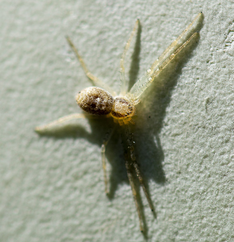 Wie weet welke spin dit is. Hij is 2 mm groot en zat op de rand van mijn tuintafel