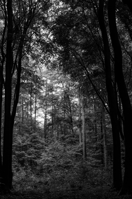 Licht in het duistere bos