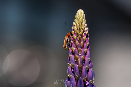 Soldaatje op lupine