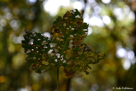 Herfstblad