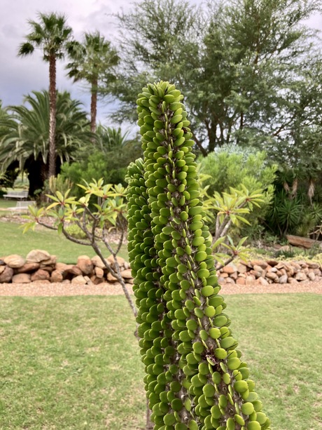 cactus garden