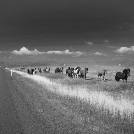 IJslanders langs de weg