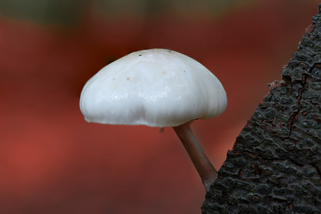 2025 herfst perspectief 