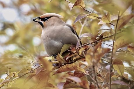 Pestvogel 