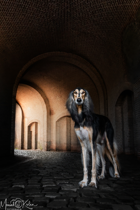 Tunnel of royalty, Heusden edition