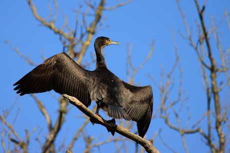Aalscholver in de droogstand