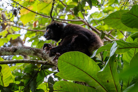 Madagascar