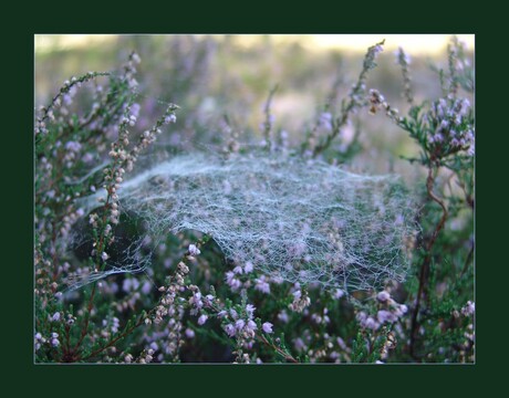 Autumn web