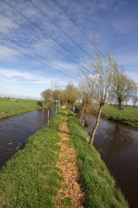 Wandelpad met knotwilgen in het Groene hart