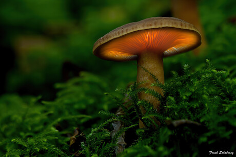 Een lactarius