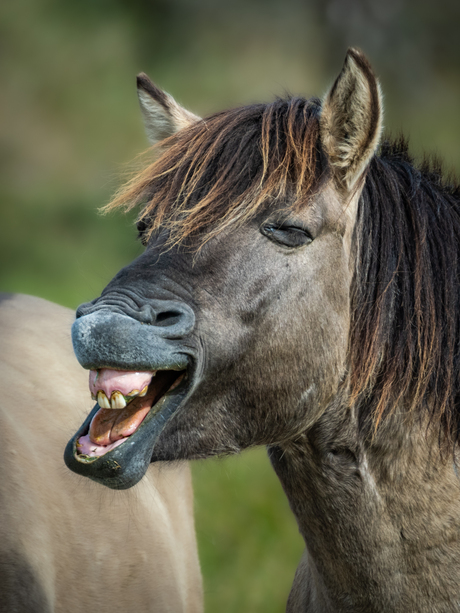 Lachend Konikpaard
