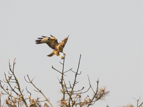 Ready for landing