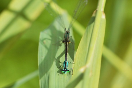 samen in het riet