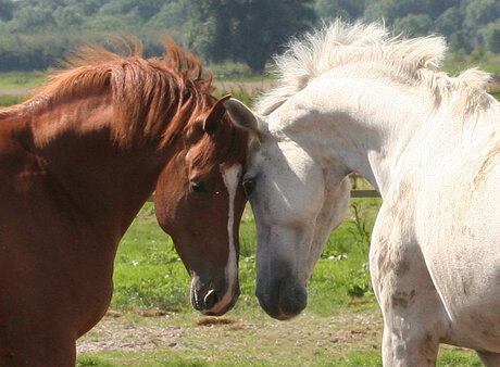 Twee broertjes