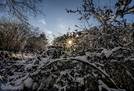 Zon door besneeuwde takken