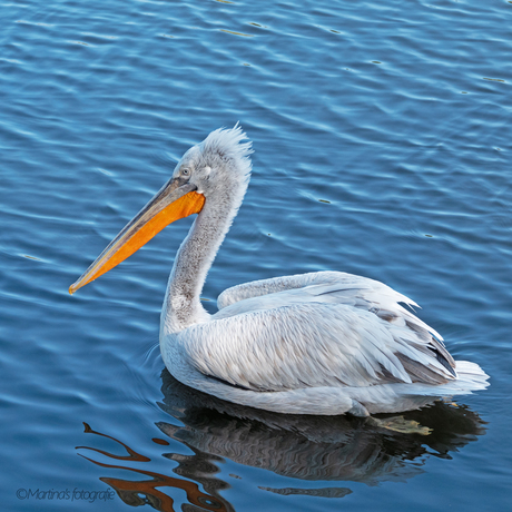 Avifauna