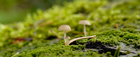 Onder moeders paraplu