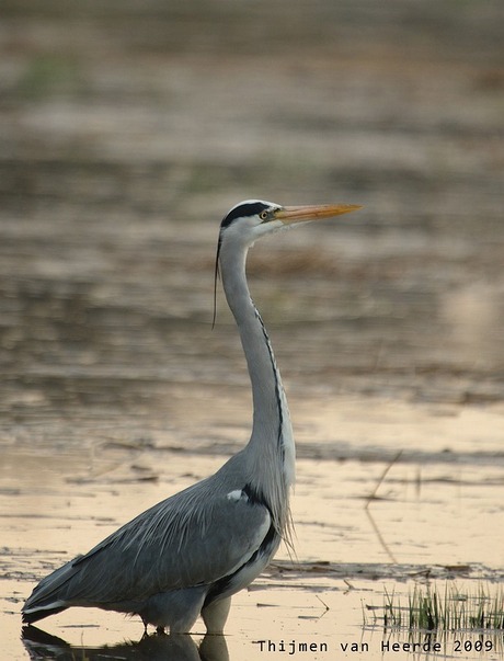 blauwe reiger