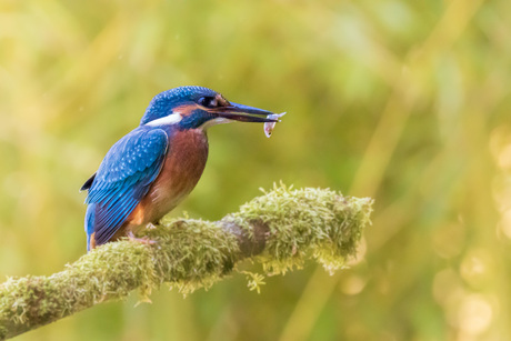 IJsvogel heeft een visje gevangen!