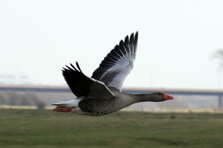 Grauwe Gans