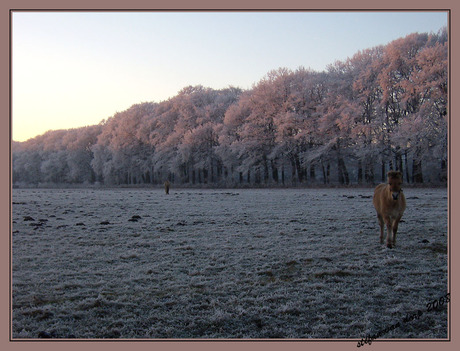 winter in oldebroek 2