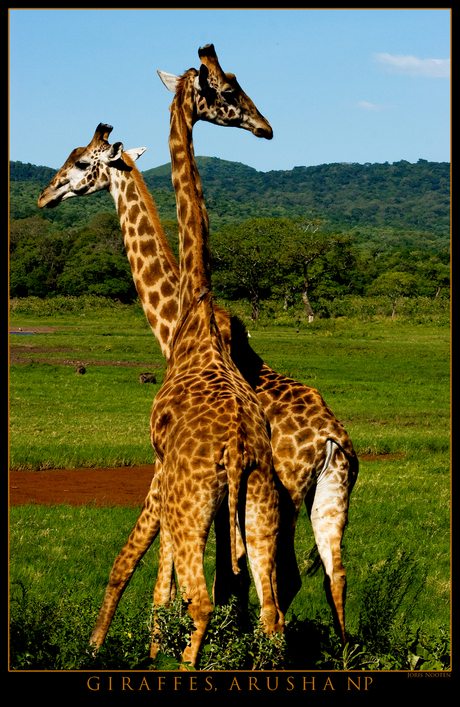 Giraffes Arusha