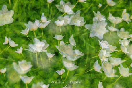 Multiple exposure Amelisweerd