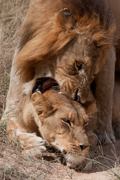 Mating lions