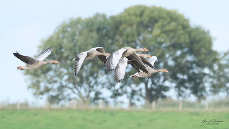 Groepje Grauwe ganzen