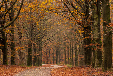 Weggetje door de herfst