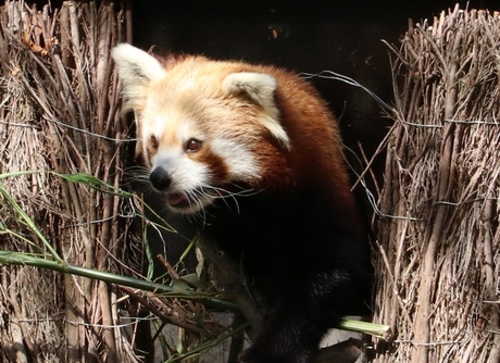 Rode panda dierenpark Rhenen