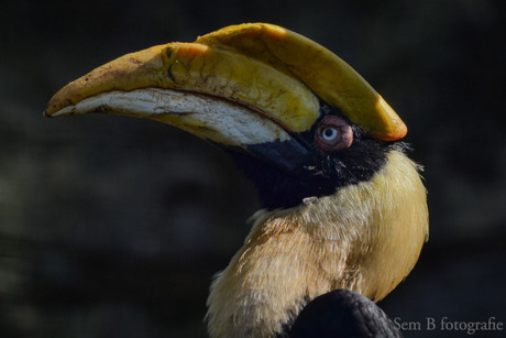 Dubbelhoornige neushoornvogel